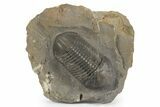 Small-Eyed Struveaspis Trilobite - Jorf, Morocco #244455-3